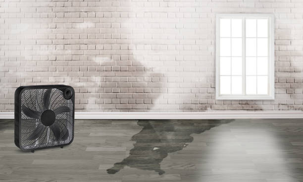 Best Carpet water damage restoration  in Annandale, NJ